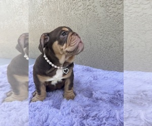 Bulldog Puppy for sale in WINTON, CA, USA
