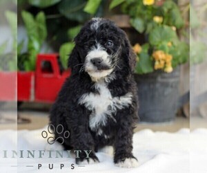 Bernedoodle (Miniature) Puppy for sale in EAST EARL, PA, USA
