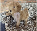 Puppy Coco Goldendoodle