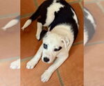 Small #4 Huskies  Mix
