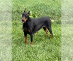 Small #9 Doberman Pinscher
