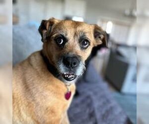 Border Terrier-Unknown Mix Dogs for adoption in Overland Park, KS, USA