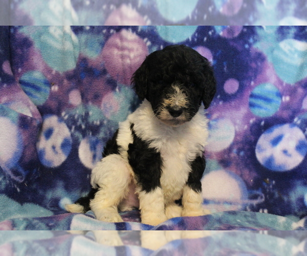 Medium Photo #1 Poodle (Standard) Puppy For Sale in JOICE, IA, USA