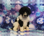 Small Photo #1 Poodle (Standard) Puppy For Sale in JOICE, IA, USA