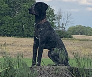 Mother of the Catahoula Leopard Dog-German Shorthaired Pointer Mix puppies born on 07/08/2026