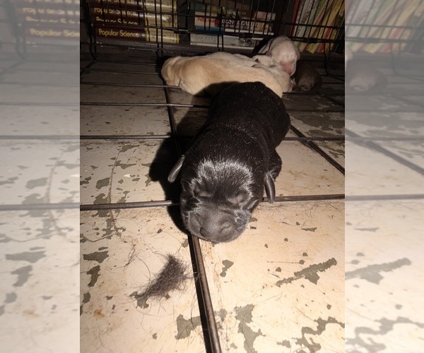 Medium Photo #8 Labrador Retriever Puppy For Sale in SUMMERVILLE, SC, USA