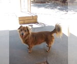 Small #4 Dachshund Mix