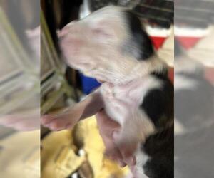 Mutt Dogs for adoption in Houston, TX, USA