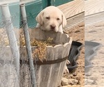 Small Photo #14 Labrador Retriever Puppy For Sale in BANDERA, TX, USA
