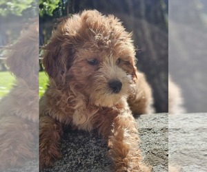 Goldendoodle Puppy for Sale in WEST BROOKFIELD, Massachusetts USA