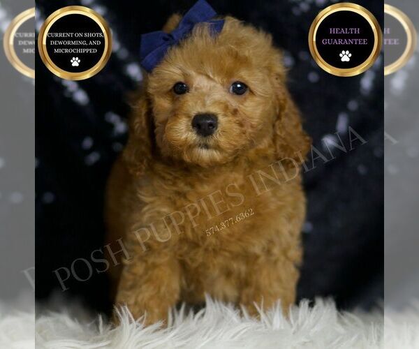 Medium Photo #2 Poodle (Miniature) Puppy For Sale in WARSAW, IN, USA