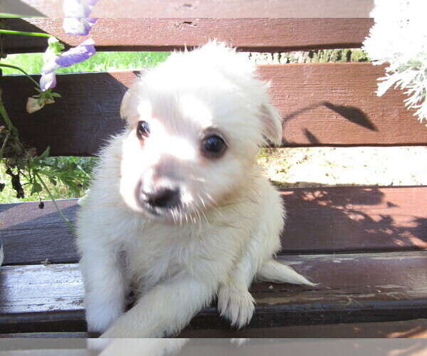 Medium Photo #8 Huskimo Puppy For Sale in KALAMAZOO, MI, USA