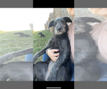 Puppy Belle Aussiedoodle-Australian Cattle Dog Mix