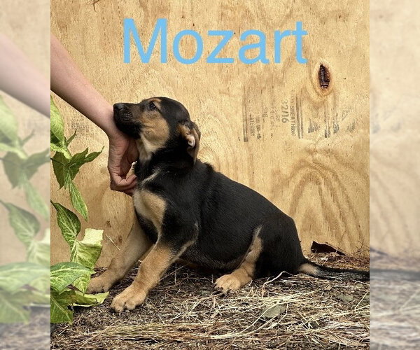 Medium Photo #3 Mutt Puppy For Sale in Boise, ID, USA