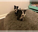 Small #2 American Pit Bull Terrier Mix