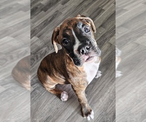 Boxer Puppy for Sale in BRIGHTON, Colorado USA