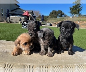 French Bulldog-Yorkshire Terrier Mix Puppy for sale in SAN JUAN BAUTISTA, CA, USA