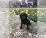 Small Photo #5 Boykin Spaniel Puppy For Sale in BYFIELD, MA, USA