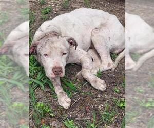 Staffordshire Bull Terrier-Unknown Mix Dogs for adoption in San Antonio, TX, USA