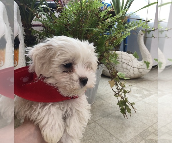 Medium Photo #2 Maltese Puppy For Sale in LOYAL, WI, USA