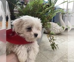 Small Photo #2 Maltese Puppy For Sale in LOYAL, WI, USA