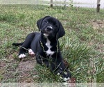 Small #2 Bernese Mountain Dog-Cane Corso Mix