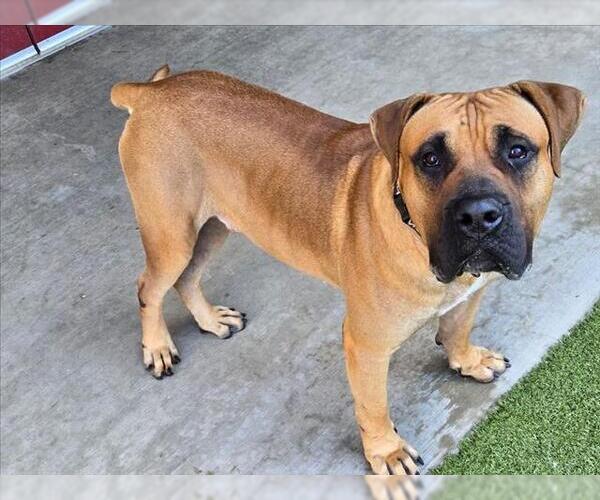 Medium Photo #2 Mutt Puppy For Sale in Derwood, MD, USA