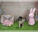 Small #9 Catahoula Leopard Dog