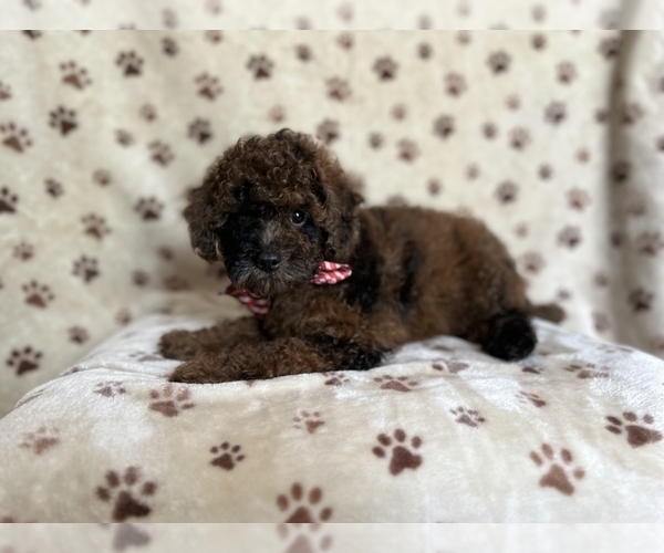 Medium Photo #3 ShihPoo Puppy For Sale in LAKELAND, FL, USA