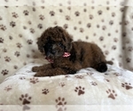 Small #2 ShihPoo