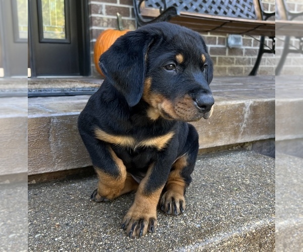 Medium Photo #5 Rottweiler Puppy For Sale in NOBLESVILLE, IN, USA