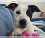 Small #2 Mutt