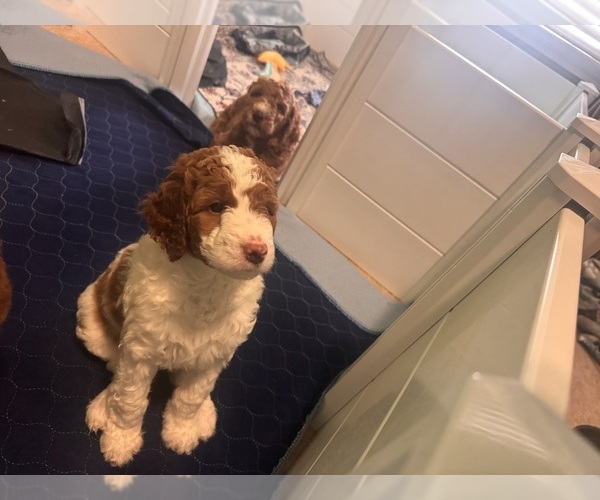 Medium Photo #2 Goldendoodle Puppy For Sale in LEXINGTON, SC, USA