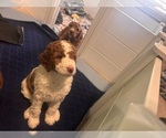 Small #1 Goldendoodle