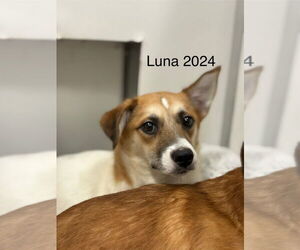 Luna 2024 - Female Jack Russell Terrier Dog for Adoption - Photo #4