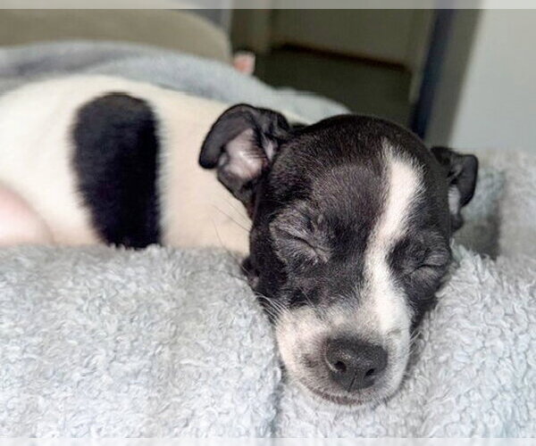 Medium Photo #4 Chihuahua-Unknown Mix Puppy For Sale in Corona, CA, USA