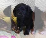Small Photo #12 Dachshund Puppy For Sale in AIKEN, SC, USA
