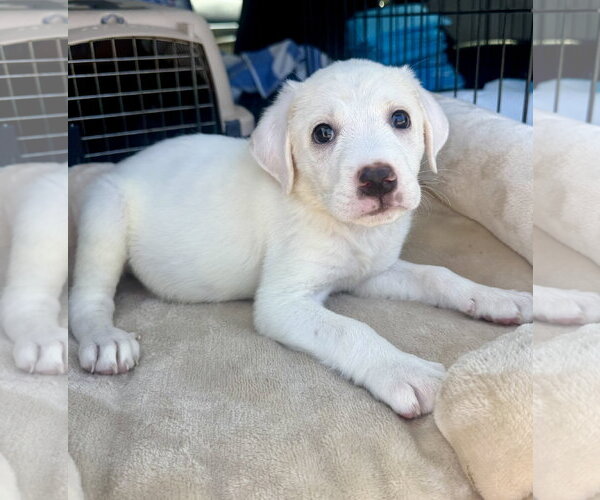 Medium Photo #1 Labrador Retriever-Unknown Mix Puppy For Sale in Marina Del Rey, CA, USA