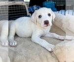 Small Labrador Retriever Mix