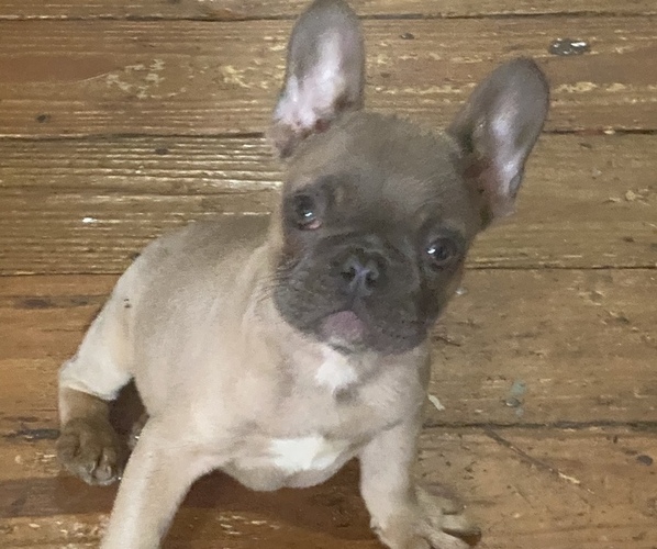 Medium Photo #5 French Bulldog Puppy For Sale in NORRIS CITY, IL, USA