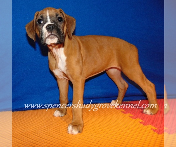 Medium Photo #1 Boxer Puppy For Sale in CABOOL, MO, USA