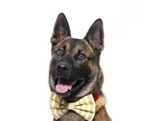 Mutt Dogs for adoption in Santa Barbara, CA, USA