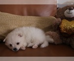 Small Photo #14 Pomeranian Puppy For Sale in SUGAR LAND, TX, USA