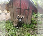Small #1 Mutt