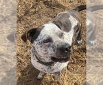 Small #2 Mastiff Mix