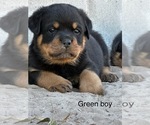 Puppy Green male Rottweiler