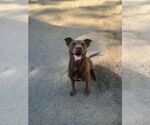 Small #1 Labrador Retriever Mix