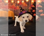 Small Photo #2 Chiweenie Puppy For Sale in MORENO VALLEY, CA, USA
