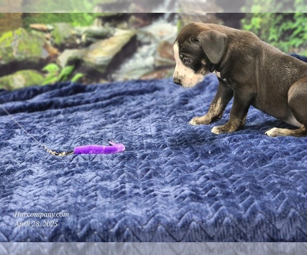 Medium Photo #12 Catahoula Leopard Dog Puppy For Sale in CUMBY, TX, USA