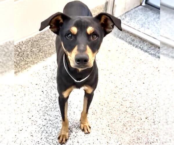 Medium Photo #2 Dachshund-Unknown Mix Puppy For Sale in Houston, TX, USA